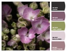 Paint colors from ColorSnap by Sherwin-Williams -bonniebruno image Purple Green Cream Color Palette, Grapes Color Palette, Purple Green Beige Palette, Potentially Purple Sherwin Williams, Sherwin Williams Potentially Purple, Grape Harvesting, Rose Embroidery, Color Combinations