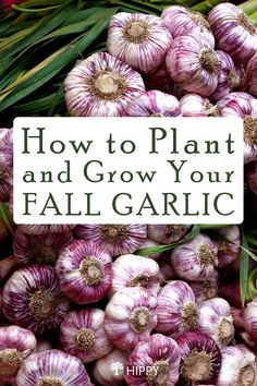 an image of garlics with the title how to plant and grow your fall garlic