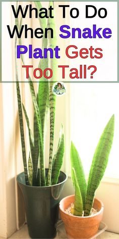 two potted plants with the words what to do when snake plant gets too tall?