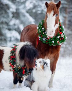 two horses and a dog are standing in the snow with wreaths on their heads