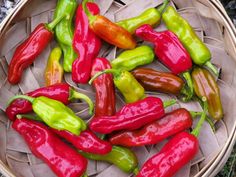 red and green peppers sitting in a basket