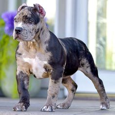 a black and brown dog standing on top of a cement floor next to purple flowers