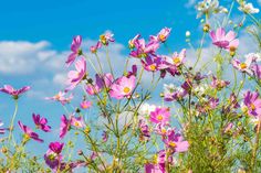 purple and white flowers against a blue sky with some clouds in the backround