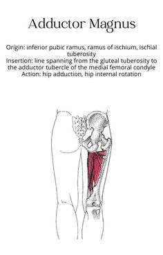 an image of the muscles and their attachments in this book, with text that reads'adducor magmus origin inferior