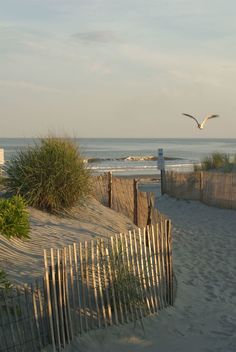 a bird flying over the top of a sandy beach