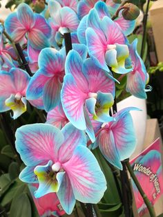 pink and blue flowers are in a vase