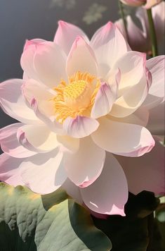 a white and pink flower sitting on top of a green leafy plant next to water