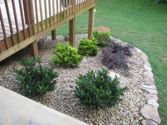 some plants are growing in the middle of a rock bed near a wooden deck and railing