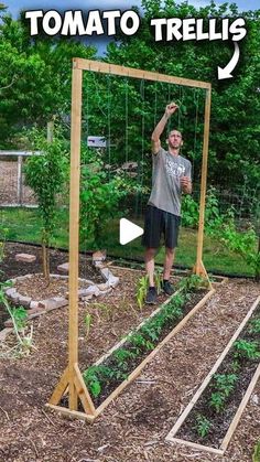 a man standing in front of a garden with tomato plants and trelliss attached to it