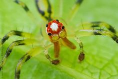 a red and white spider sitting on top of a green leaf