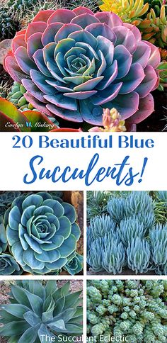 various succulent plants with the words 20 beautiful blue succulents on them