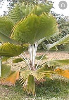 a large palm tree in the middle of a field with lots of leaves on it