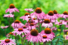 many pink flowers with brown centers in a field