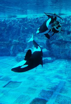 two penguins swimming in an aquarium with one penguin looking at the camera while another looks on