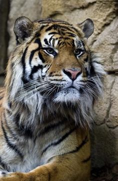 a tiger laying on the ground next to a rock wall and looking off into the distance