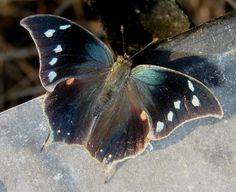 a blue and brown butterfly sitting on top of a cement slab in the sun with white spots