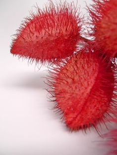 three red flowers on a white surface