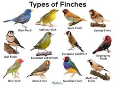 different types of finchs are shown in this image, with the names below them