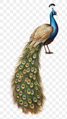 a peacock with its tail open and feathers spread out to the side, on a white background