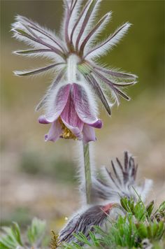 a close up of a flower on the ground