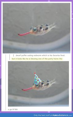 two pictures of a fish with a party hat on it's head and the caption above