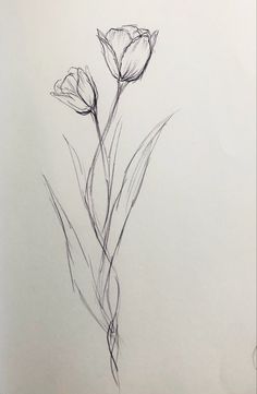 a pencil drawing of two flowers on a sheet of paper