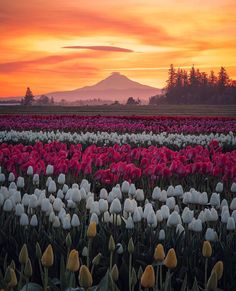 a field full of tulips with the sun setting in the background