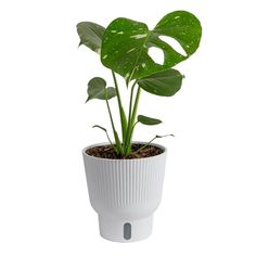 a potted plant with large leaves in it