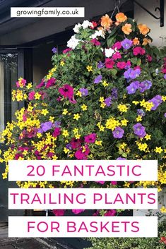 colorful flowers growing on the side of a building with text overlay reading 20 fantastic trailing plants for baskets