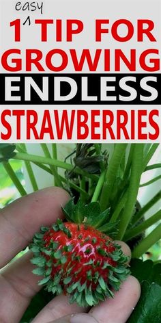 someone is holding a strawberry in their hand with the words, easy tips for growing endless strawberries