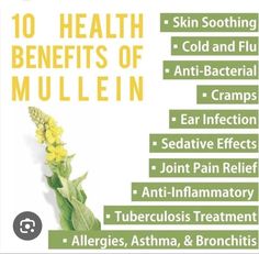 the health benefits of mullein are shown in this advert for an article