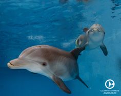 a woman is swimming with two dolphins in the water