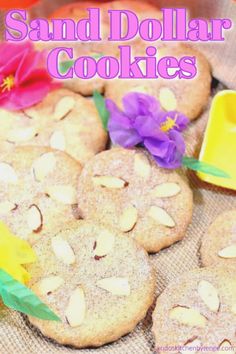 sand dollar cookies on a table with flowers and plastic containers in the background text reads sand dollar cookies