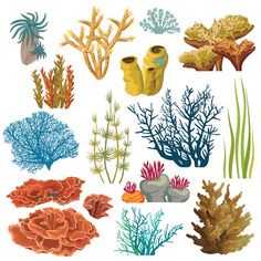 an assortment of seaweed and corals on a white background