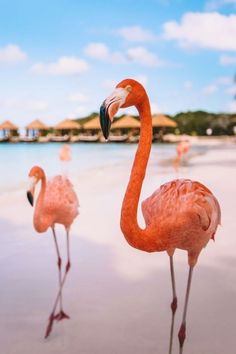 three flamingos are standing on the beach near the water