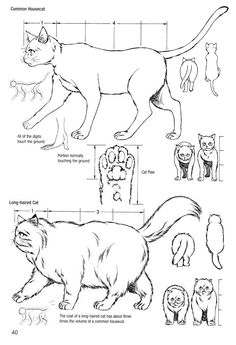 the cat's body is shown in black and white, as well as its measurements