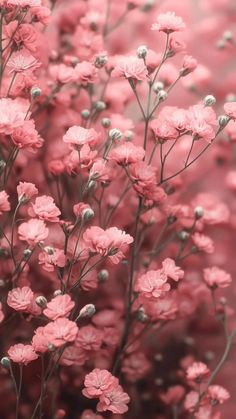 pink flowers are blooming in the middle of an image with red and white background