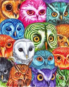 an image of many different colored owls in the same color and size, with one owl's eyes wide open