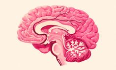 an illustration of the human brain in pink and white colors, with two sections showing the cerebratorys