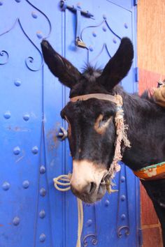 a close up of a donkey wearing a harness on it's head near a blue door