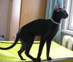 a black cat standing on top of a yellow object in front of a window with curtains