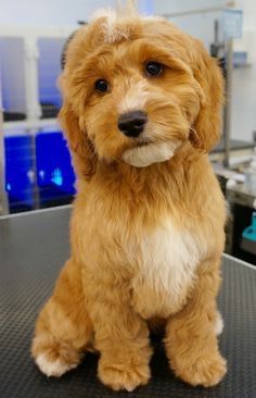 a brown dog sitting on top of a table