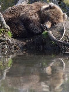 a brown bear laying on top of a tree next to water