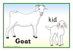 a goat and a sheep are shown in the same picture, both have different letters