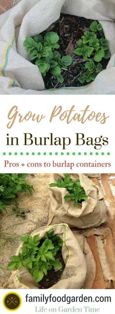 some bags filled with plants in them and the title overlay reads grow potatoes in burlap bags pros - cons to burlap containers