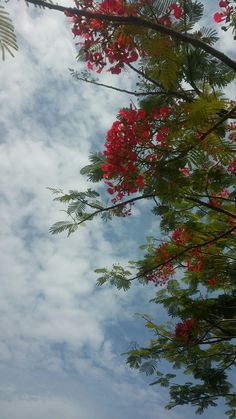 red flowers and green leaves against a blue sky with wispy clouds in the background