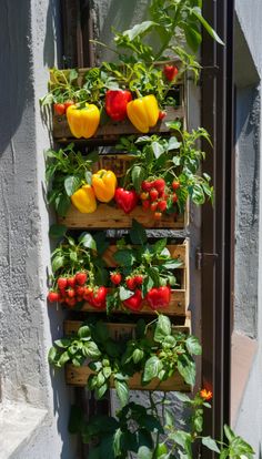 several different types of vegetables growing on a wall