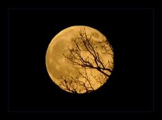 the full moon is seen through some branches