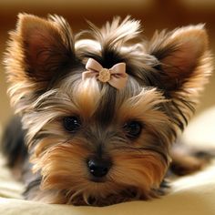 a small dog with a bow on it's head