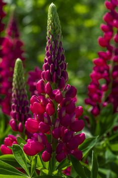 purple flowers are blooming in the garden